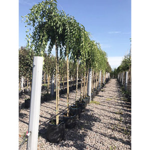 В'яз, плакуча форма