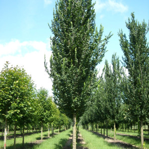 В'яз колоновидний "Колумела"  (Ulmus Columella)