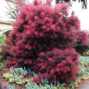 Скумпія "Роял Перпл"