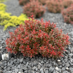 Барбарис "Адмірейшн"