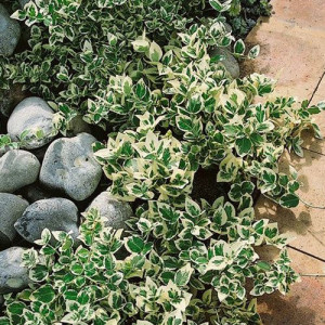 Бруслина Емеральд Гайєті (Emerald Gaety)