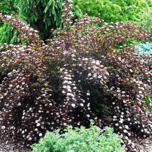Пухироплідник калинолистий "Саммер Вайн"(Physocarpus opulifolius Summer Wine)