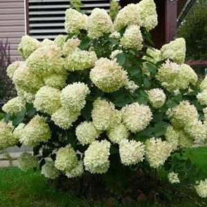 Гортензія волотиста "Сільвер Долар"(Silver Dollar)