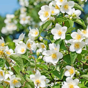 Жасмін (Чубушник) садовий "Місячний світ" (Philadelphus coronarius)
