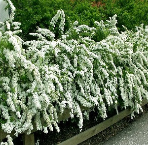 Спірея сіра  "Грейфшейн"