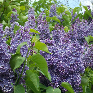 Бузок звичайний фіолетовий