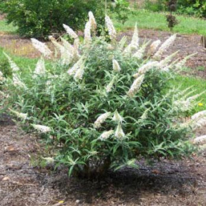 Будлея "Вайт Профьюжн"