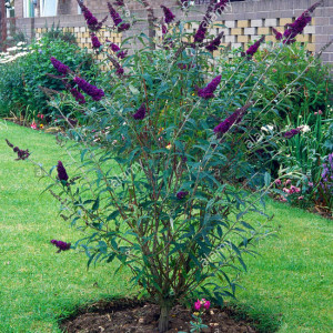 Будлея  "Блек найт"