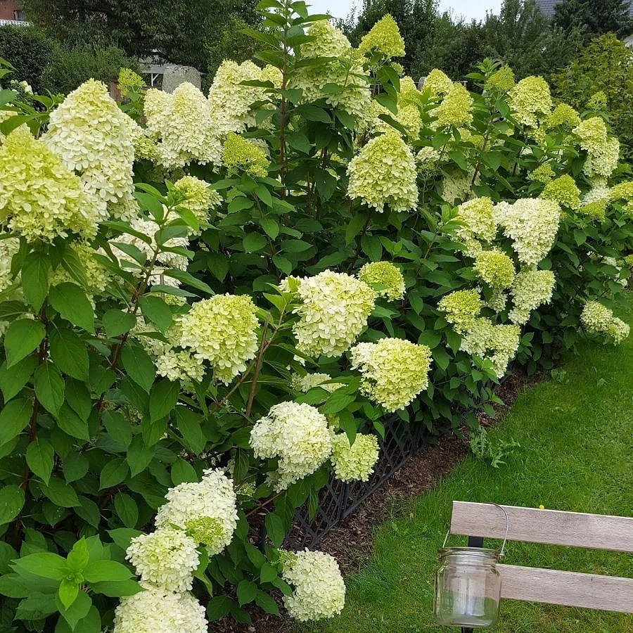 2150879641_w640_h640_gortenziya-lajmlajt-metelchataya