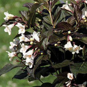 Вейгела квітуча  "Блек енд Вайт"  ‘Black and White’