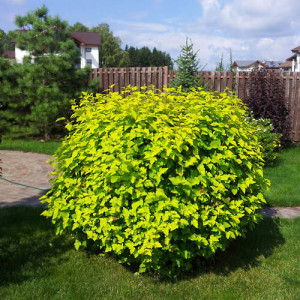 Пухироплідник калинолистий "Лютеус"