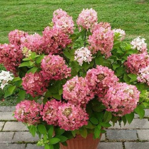 Гортензія волотиста "Петіт Стар"