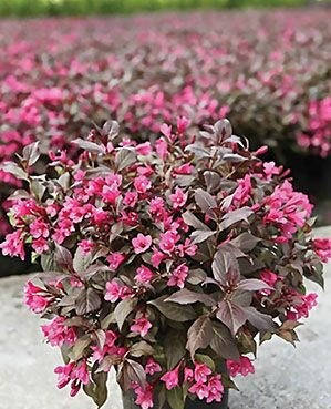 Вейгела квітуча  "Мінор Блек" ‘Minor Black’