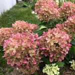 3875284865_w640_h640_3875284865