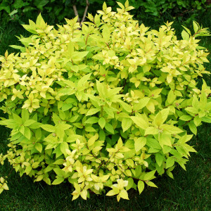 Спірея японська "Голден принцес"