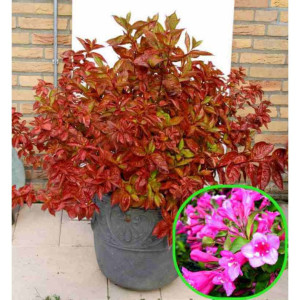 Вейгела квітуча  "Wings of Fire" (Вінгс оф Фаер)