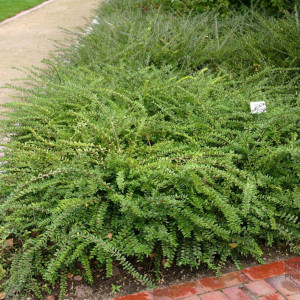 Жимолость шапкова