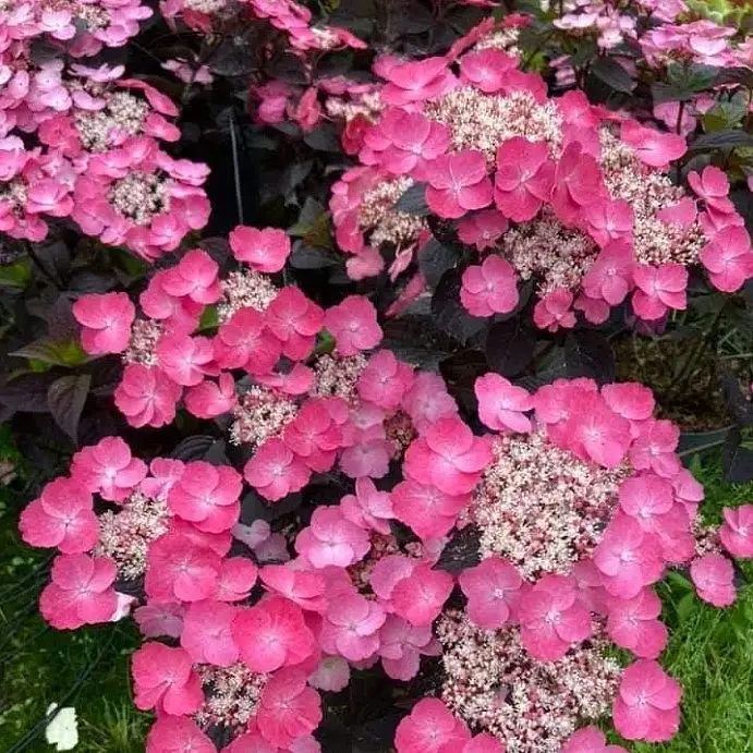 5pba4oliqzs1om2fixmts0bau3xjt6uf