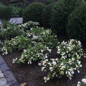 Вейгела квітуча  Ебоні енд Айворі (Ebony and Ivory)