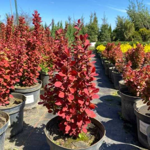 Барбарис тунберга "Орандж Рокет"