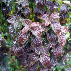 Дерен криваво-червоний "Компресса" (Cornus sanguinea Compressa)