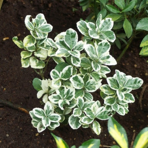 Бруслина японська "Альба"