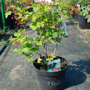 Калина звичайна "Компактум"