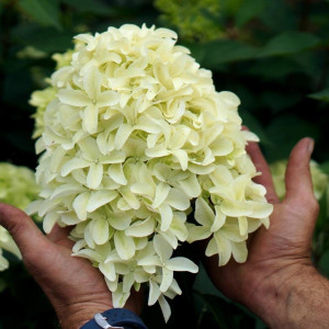 Гортензія волотиста "Скайфол"