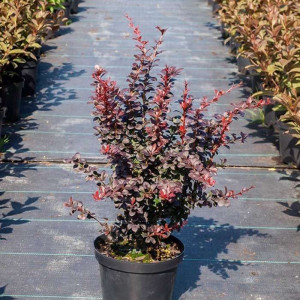 Барбарис тунберга "Дартс  Ред Леді"