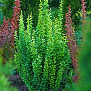 Барбарис тунберга "Паувау"