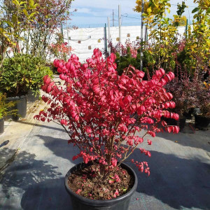 Бруслина крилата "Компактус"