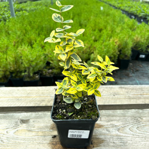 Бруслина Емеральд Голд (Emerald Gold)