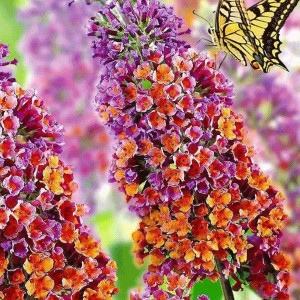 Будлея “Фловер Повер” (Buddleja davidii ‘Flower Power’)