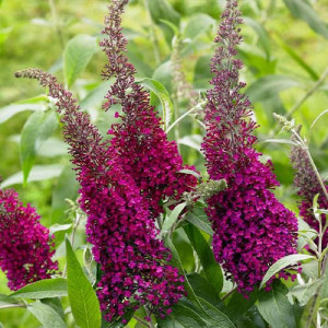 Будлея “Шуга Плам” (Buddleja davidii ‘Sugar Plum’)
