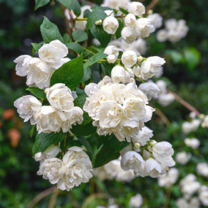 Жасмін (Чубушник) садовий