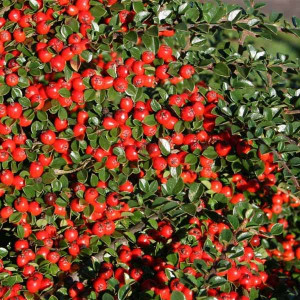 Кизильник "Coral Beauty"