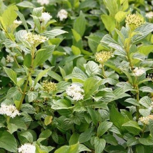 Дерен отприсковий "Флавірамеа"(Cornus Flaviramea)