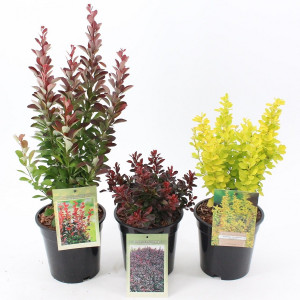 Барбарис в асорт.