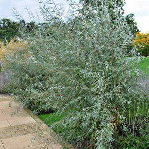 Верба розмаринолиста