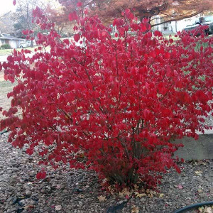 Бруслина крилата "Блейд Раннер"