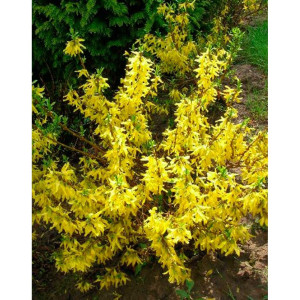 Форзиція середня "МініГолд"(Forsythia Іntermedia "Minigold")