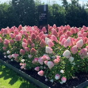 Гортензія волотиста, в асорт.