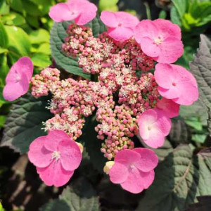 Гортензія пильчаста Даредевіл