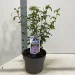 Hibiscus-syriacus-Lavender-Chiffon-300x300