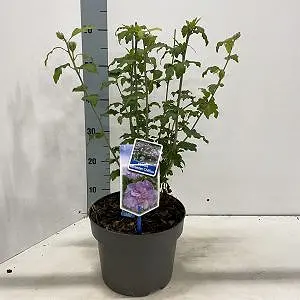 Hibiscus-syriacus-Lavender-Chiffon-300x300