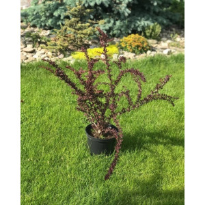 Барбарис оттавський "Суперба" (Berberis Superba)