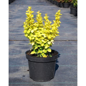 Барбарис тунберга "Марія" (Berberis Maria)