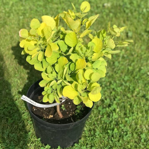 Скумпія "Голден Спіріт"