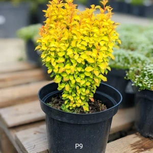 Барбарис (жовтий)