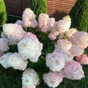 Гортензія волотиста "Фантом"